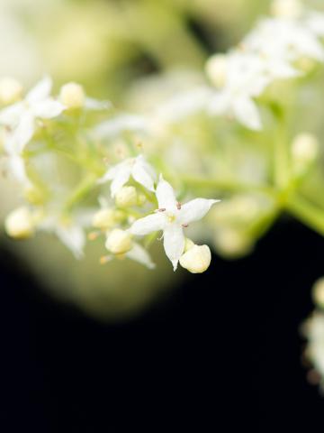 Gaillet mollugine (Galium mollugo)_6