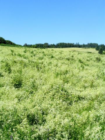 Gaillet mollugine (Galium mollugo)_11