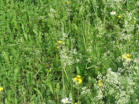 Gaillet mollugine (Galium mollugo)_19