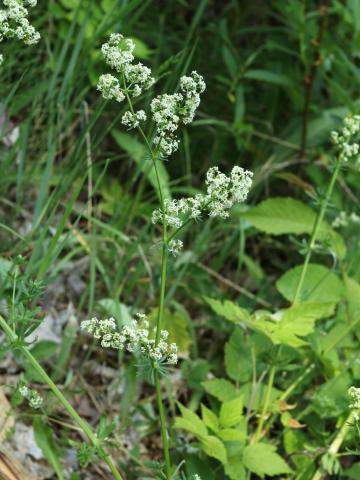 Gaillet mollugine (Galium mollugo)_25