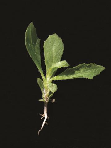 Érechtite feuilles épervière (Erechtites hieraciifolius)_8