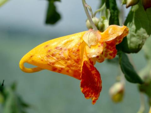 Impateinte du Cap (Impatiens capensis)_2