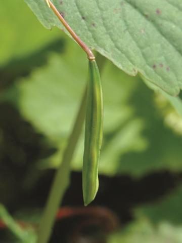 Impateinte du Cap (Impatiens capensis)_3