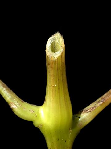 Impateinte du Cap (Impatiens capensis)_5