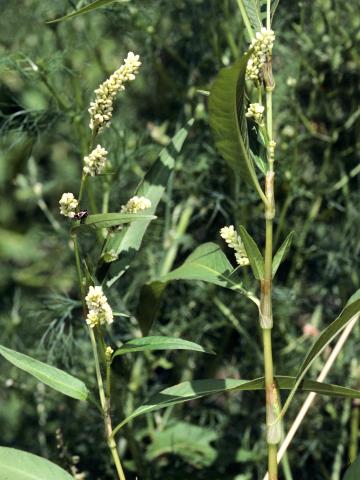 Renouée feuilles patience(Persicaria lapathifolia)_4