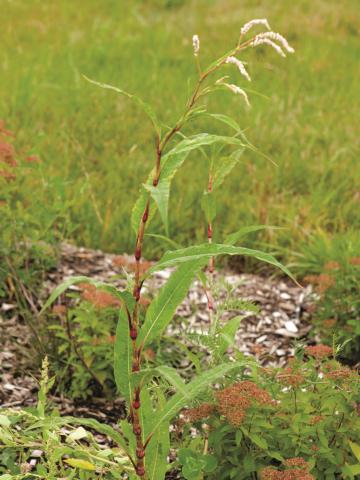 Renouée feuilles patience(Persicaria lapathifolia)_5