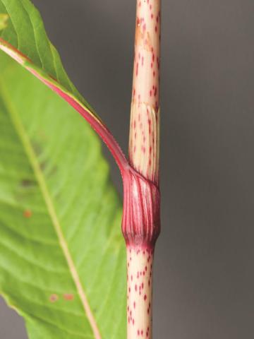 Renouée feuilles patience(Persicaria lapathifolia)_8