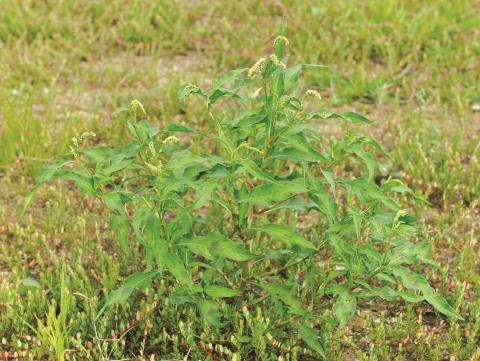 Renouée feuilles patience(Persicaria lapathifolia)_9