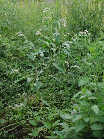 Renouée feuilles patience(Persicaria lapathifolia)_17