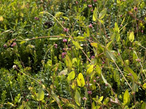 Renouée sagitté (Persicaria sagittata)_1