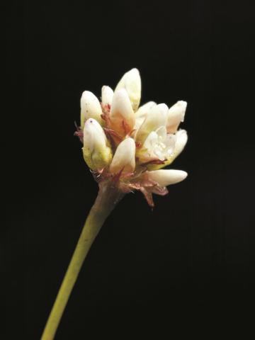 Renouée sagitté (Persicaria sagittata)_3