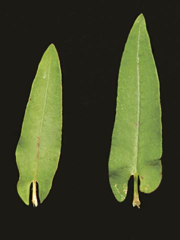 Renouée sagitté (Persicaria sagittata)_4