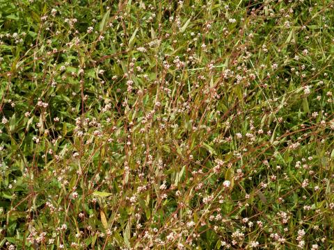 Renouée sagitté (Persicaria sagittata)_9