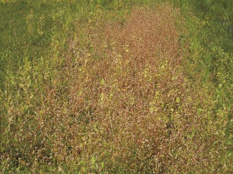 Renouée sagitté (Persicaria sagittata)_11