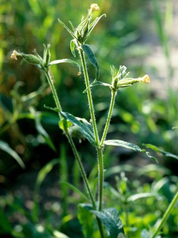 Silène noctiflore(Silene noctiflora)_3