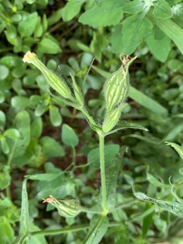 Silène noctiflore(Silene noctiflora)_9