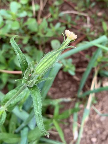 Silène noctiflore(Silene noctiflora)_11