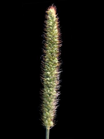 Sétaire glauque (Setaria pumila subsp. pumila)_8