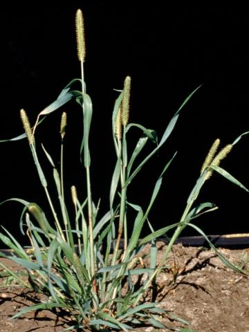 Sétaire glauque (Setaria pumila subsp. pumila)_9