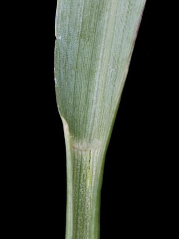 Sétaire glauque (Setaria pumila subsp. pumila)_10