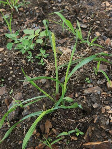 Sétaire glauque (Setaria pumila subsp. pumila)_16