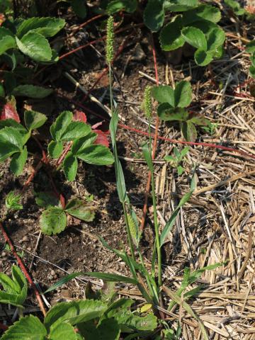 Sétaire glauque (Setaria pumila subsp. pumila)_17