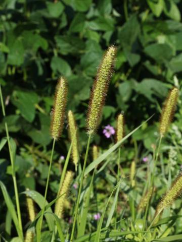 Sétaire glauque (Setaria pumila subsp. pumila)_18