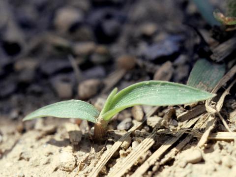 Sétaire verte (Setaria viridis)_3