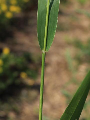 Sétaire verte (Setaria viridis)_11