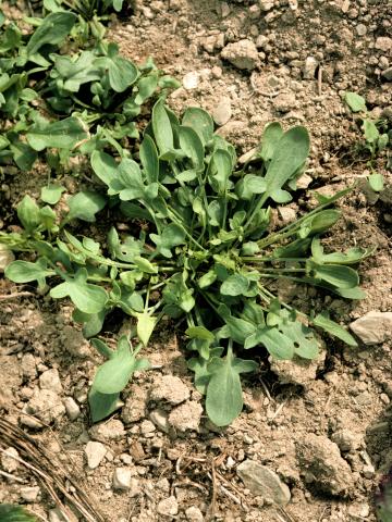 Petite oseille (Rumex acetosella)_5