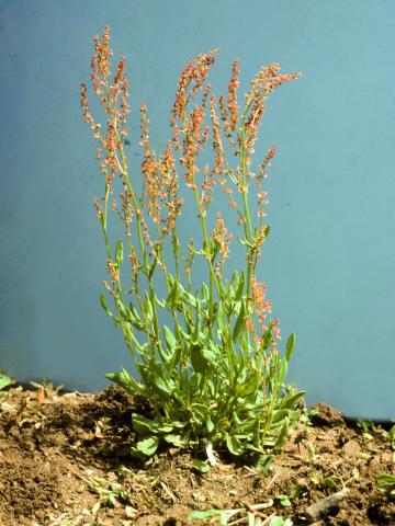 Petite oseille (Rumex acetosella)_6