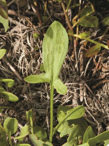 Petite oseille (Rumex acetosella)_16