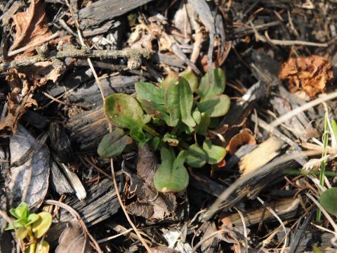 Petite oseille (Rumex acetosella)_21