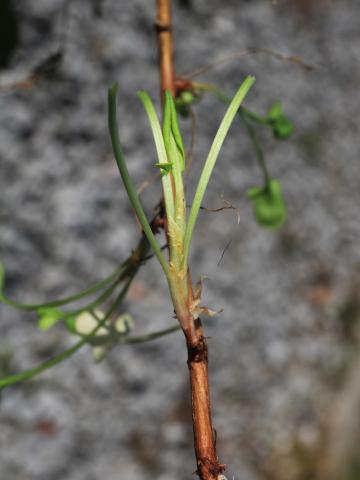 Petite oseille (Rumex acetosella)_24