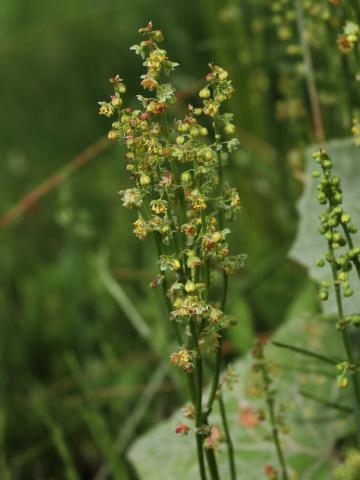 Petite oseille (Rumex acetosella)_27