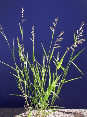 Ériochloé velue (Eriochloa villosa)_1