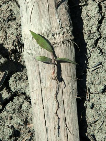 Ériochloé velue (Eriochloa villosa)_4