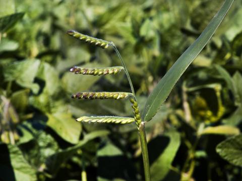 Ériochloé velue (Eriochloa villosa)_6