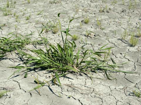 Ériochloé velue (Eriochloa villosa)_29