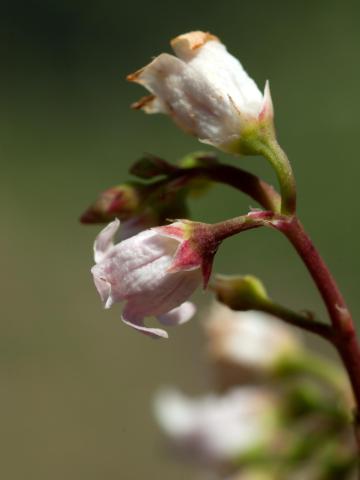 Apocyn feuilles androsème(Apocynum androsaemifolium)_6