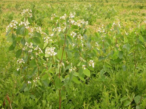 Apocyn feuilles androsème(Apocynum androsaemifolium)_8