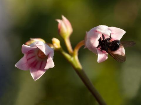 Apocyn feuilles androsème(Apocynum androsaemifolium)_9