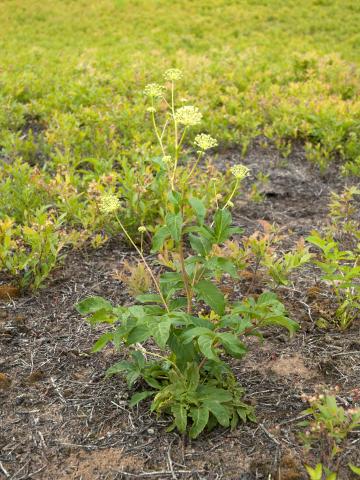 Aralie hispide(Aralia hispida)_8