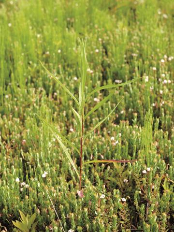 Aster simple(Symphyotrichum lanceolatum)_1