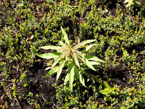 Épilobe feuilles étroite (Chamaenerion angustifolium)_8