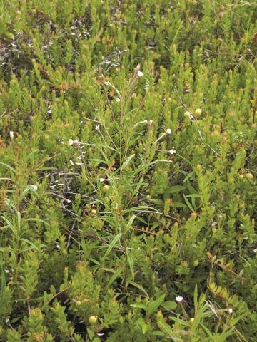 Épilobe leptophylle (Epilobium leptophyllum)_1