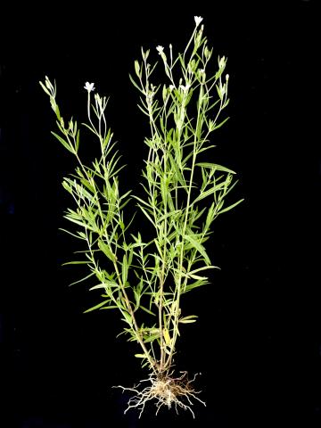 Épilobe leptophylle (Epilobium leptophyllum)_2