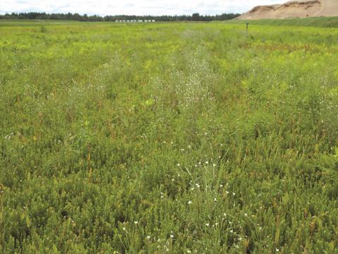 Épilobe leptophylle (Epilobium leptophyllum)_9