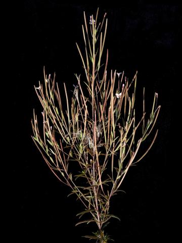 Épilobe leptophylle (Epilobium leptophyllum)_10