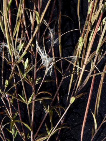 Épilobe leptophylle (Epilobium leptophyllum)_12